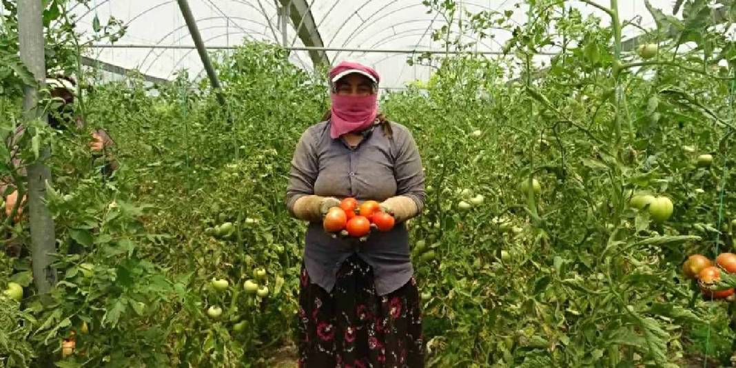 Yağışlar verimi etkiledi, hasat başladı! Kilosu 60 TL’den satılıyor 1